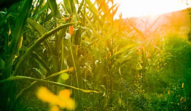 Corn field