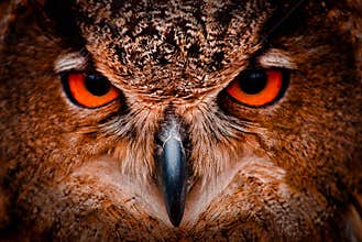 Wise Old Owl Eyes