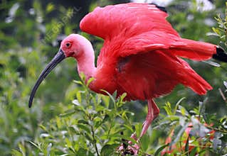 Scarlet Ibis at Caroni Swamp (Trinidad)