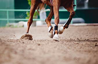 Horse legs Running