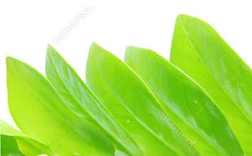 Closeup of green leaves