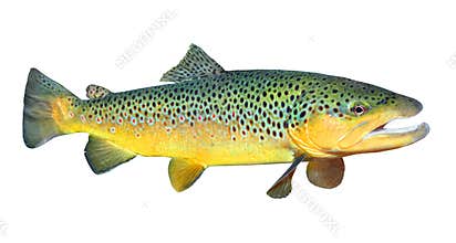 The Brown Trout (Salmo Trutta).