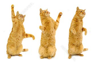 Three dancing cats