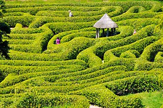 Green bushes labyrinth, hedge maze, Falmouth