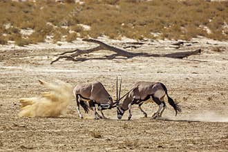 South African Oryx in Kgalagari transfrontier park, South Africa