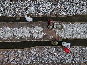 Dried fish processing in Bangladesh