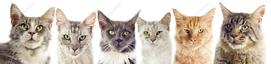 Maine coon cats