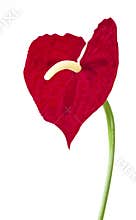 Artificial red flamingo flower