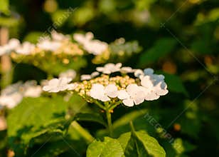 Flowering bush of red viburnum in the rays of the sun in the farm garden
