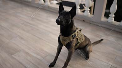 Black service dog german shepherd in service collar following commands