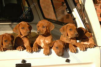 Litter of puppies