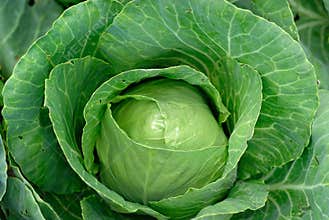 Cabbage
