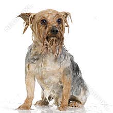 Shampoo dog
