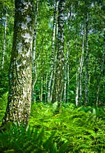 Forest