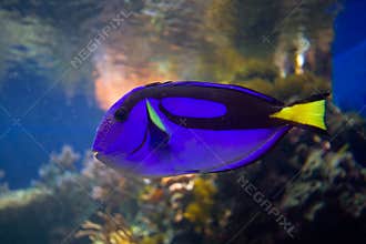 Tropical coral reef fish