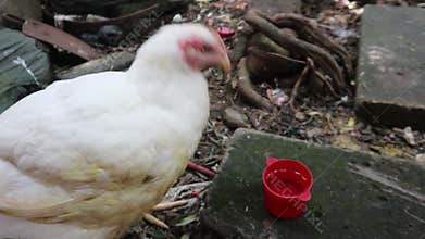 Furry Hen White Feather Broiler Pecking Drink Water Walk