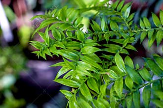 Bright green bunya pine, or simply bunya (Araucariaceae Araucaria Bidwillii Hook.) leaves.