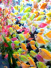 Several small fish with slightly flattened bodies and greenish, pink, and yellowish colors are inside the glass aquarium