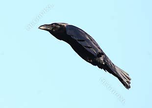 Crow bird in flight