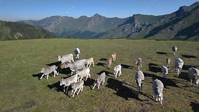 Aerial view shot of cows and young calves grazing on a meadow in the Balkan Mountains
