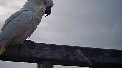 AI-generated sulphur-crested cockatoo perched on wooden rail, its yellow crest lifted