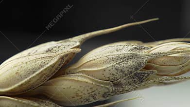 Dynamic Macro Pan Across Golden Wheat Grains Revealing Intricate Natural Textures and Details