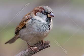 Closeup of a male sparrow in breeding plumage