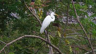 Great Egret (Ardea alba)