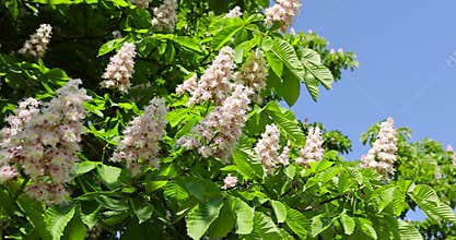 chestnut trees during spring flowering