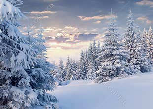 Sunny winter morning in mountain forest.