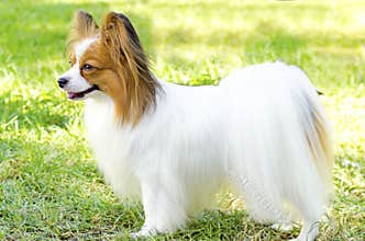 Papillon dog