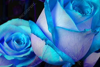Blue Roses