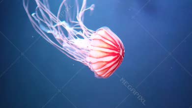 Graceful Red Jellyfish Floating Underwater