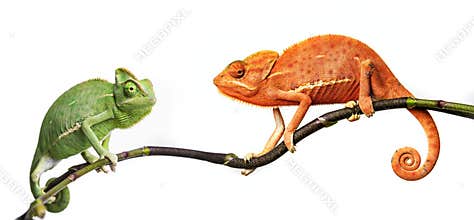 Chameleons