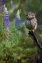 Owl in lupine. Little owl, Athene noctua, perched in blue-pod lupine flowers on forest meadow. Owl of Athena in natural habitat.
