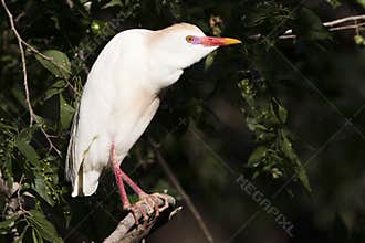 Cattle egret in full colors