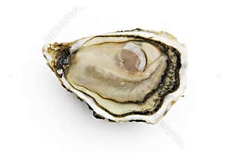 Oyster