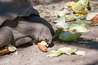 Giant tortoise enjoying a meal of carrots and lettuce in a sunlit enclosure during a warm afternoon