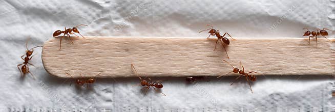 Popsicle Stick on Empty Wrapper With Ants Exploring Nearby in Outdoor Setting During Daylight Generative AI