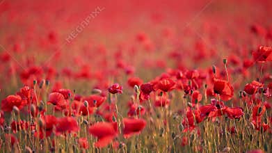 Close-up of poppy flower dancing in the breeze, blurred red field behind.