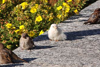 Albino house sparrow