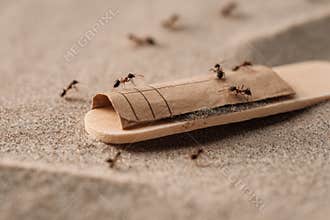 Ants Gather Around a Popsicle Stick Resting on an Empty Wrapper in a Sandy Environment During Daylight Hours Generative