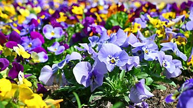 Beautiful multi-colored violets. Flowerbed in the garden. Spring bloom.
