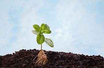 Mint plant in soil with visible root