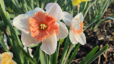 Blooming flower daffodil variety Riot with white orange red petals with stamens