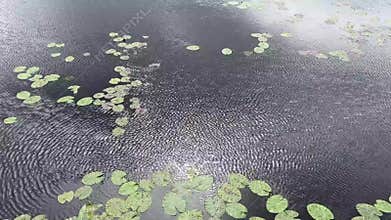 The River flows through Brest, where it is overgrown with water lilies in the summer.