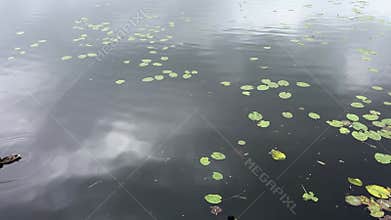 The River flows through Brest, where it is overgrown with water lilies in the summer.