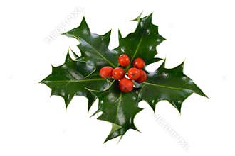 Ilex,holly, christmas decoration