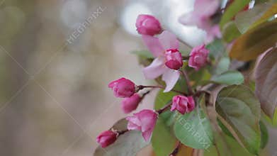 Spring apple blossoms