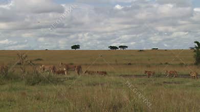 A large pride of lions moving in the plains